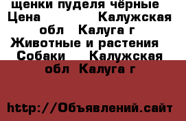 щенки пуделя чёрные › Цена ­ 10 000 - Калужская обл., Калуга г. Животные и растения » Собаки   . Калужская обл.,Калуга г.